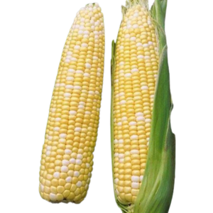 Image of Corn Sweet (sold per piece) from Supplybunny.com