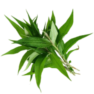 Image of Coriander Vietnamese/Daun Kesum (sold per kg) from Supplybunny.com