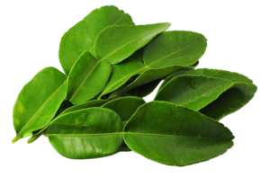 Image of Leaf Kaffir Lime / Daun Limau Purut (sold per kg) from Supplybunny.com