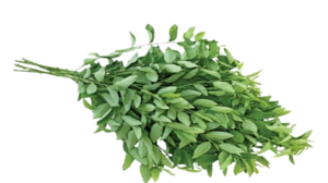 Image of Leaf Sweeet / Pucuk Manis (sold per kg) from Supplybunny.com