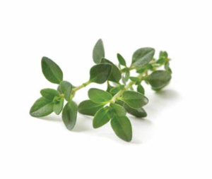 Image of Thyme Fresh 100g±/pack (sold per pack) from Supplybunny.com