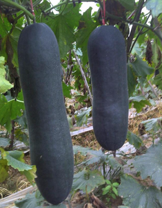 Image of Wintermelon (Black Skin) China (4-10kg/nos) (sold per kg) from Supplybunny.com
