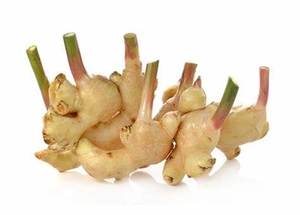 Image of Ginger Young / Halia Muda (sold per kg) from Supplybunny.com