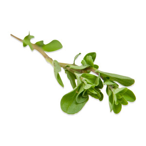 Image of Marjoram Fresh 100g±/pack (sold per pack) from Supplybunny.com