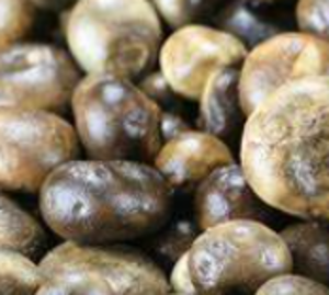 Image of Mountain - Barometer Earthstar Mushroom 250gm±/can (sold per can) from Supplybunny.com