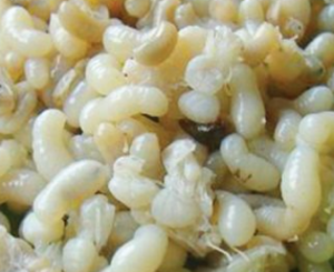 Image of Mountain - Red Ant Eggs (Kai Mot Daeng) 400gm±/can (sold per can) from Supplybunny.com