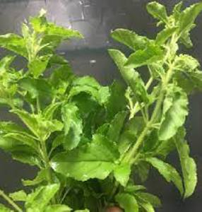 Image of Hot Basil Leaf - Krapow 500gm±/pack (sold per pack) from Supplybunny.com