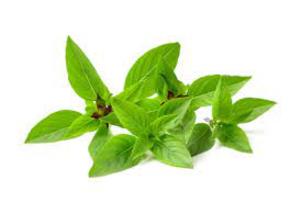 Image of Thai Sweet Basil - Horapa 1kg±/pack (sold per pack) from Supplybunny.com