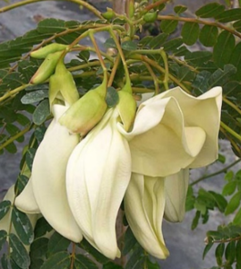 Image of Sesbania Grandiflora Flowers 250gm±/pack (sold per pack) from Supplybunny.com