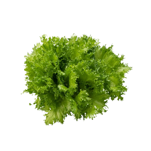 Lettuce (sold per kg) — HORECA Suppliers Supplybunny