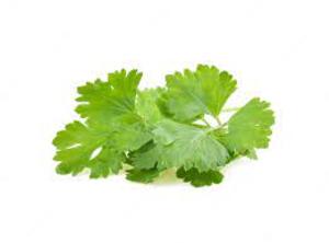 Image of Coriander 15cm x 10cm (sold per box) from Supplybunny.com