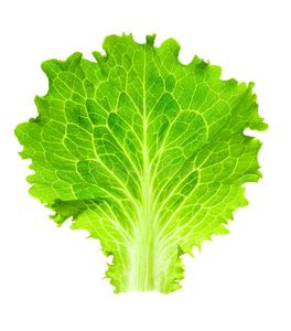 Image of Single Lettuce (sold per kg) from Supplybunny.com