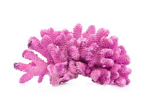 Image of Pink Coral 15cm x 10cm (sold per box) from Supplybunny.com