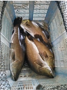 Image of Frozen Ikejime Seabass Whole Cleaned 800g - 1kg/pcs (10kg per box) from Supplybunny.com