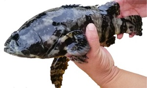 Image of Frozen Ikejime Hybrid Grouper (Whole Fish Cleaned) (10kg per box) from Supplybunny.com