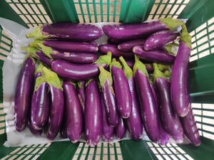 Image of Organic Mini Eggplant / Brinjal 3kg/box (sold per kg) from Supplybunny.com