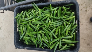Image of Organic Lady Finger / Okra 3kg/box (sold per kg) from Supplybunny.com