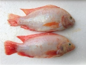 Image of Live Hybrid Tilapia Fish 30kg (sold per weighing) from Supplybunny.com