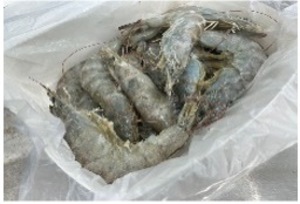 Image of Frozen 3C Healthy Shrimp 31/40 x500g/box (12 boxes per carton) (sold per carton) from Supplybunny.com