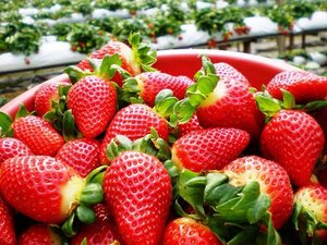 Image of Cameron Strawberry (sold per kg) PREORDER from Supplybunny.com
