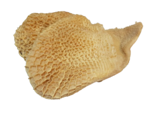 Image of Australian Honeycomb Cut 1kg±/pack (sold per pack) from Supplybunny.com