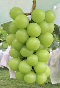 Image of Shine Muscat Seedless Green Grapes 5kg/carton (sold per carton) from Supplybunny.com