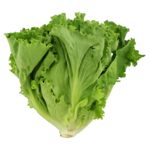Image of Batavia Lettuce 5kg/ctn (sold per carton) - PREORDER from Supplybunny.com