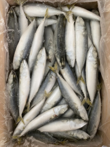 Image of Whole Saba Mackerel Fish 400/600 (20kg/carton) (sold per carton) from Supplybunny.com