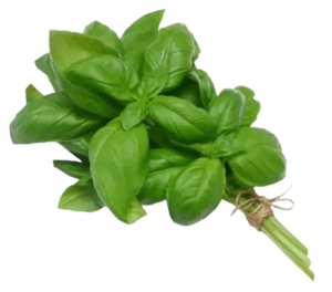 Image of Basil Herb Fresh (sold per kg) from Supplybunny.com